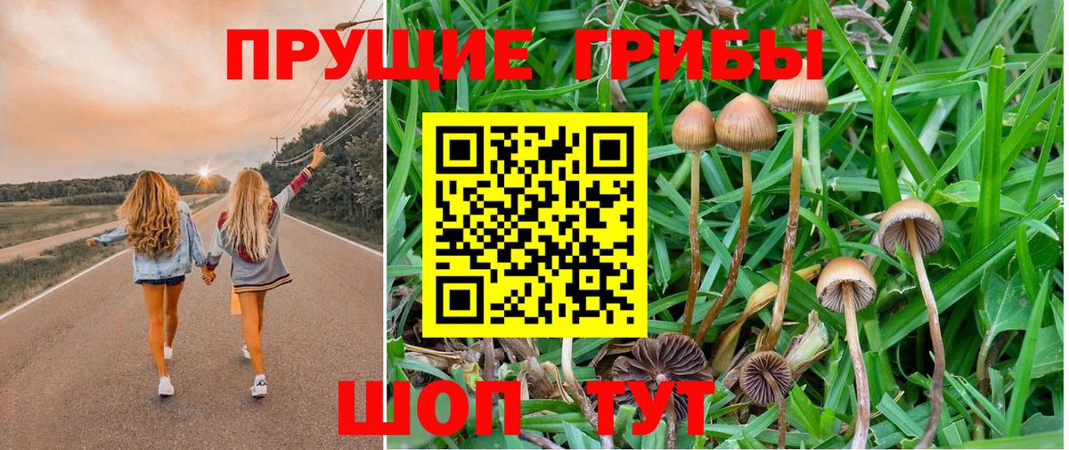 Псилоцибиновые грибы Psilocybine cubensis  Вход с VPN  цены   Псилоцибиновые грибы мицелий  Нефтекумск 